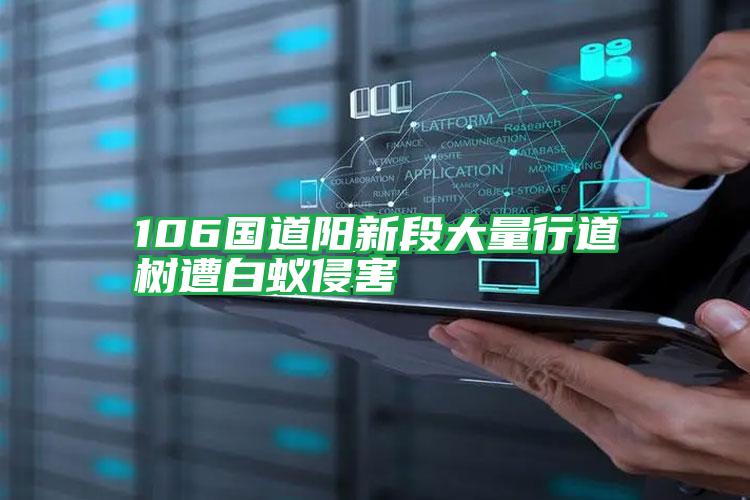 106國道陽新段大量行道樹遭白蟻侵害