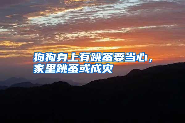 狗狗身上有跳蚤要當(dāng)心,家里跳蚤或成災(zāi)