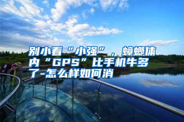 別小看“小強”,蟑螂體內(nèi)“GPS”比手機牛多了-怎么樣如何消