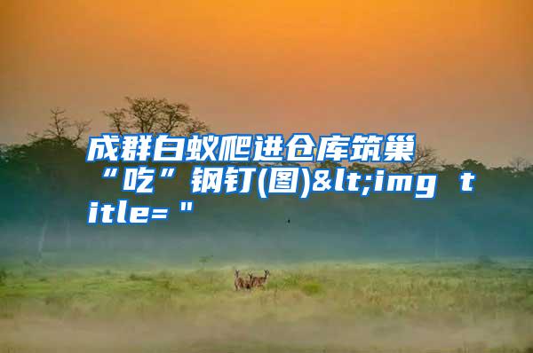 成群白蟻爬進(jìn)倉庫筑巢“吃”鋼釘(圖)<img title="