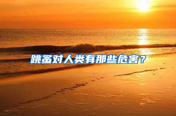跳蚤對人類有那些危害?