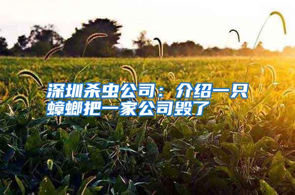深圳殺蟲(chóng)公司:介紹一只蟑螂把一家公司毀了