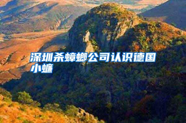 深圳殺蟑螂公司認(rèn)識德國小蠊