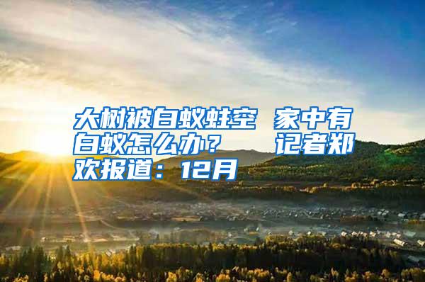 大樹被白蟻蛀空 家中有白蟻怎么辦? 記者鄭歡報(bào)道:12月