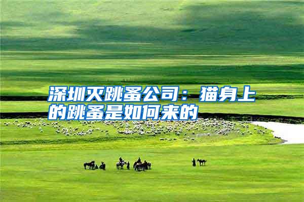 深圳滅跳蚤公司:貓身上的跳蚤是如何來(lái)的