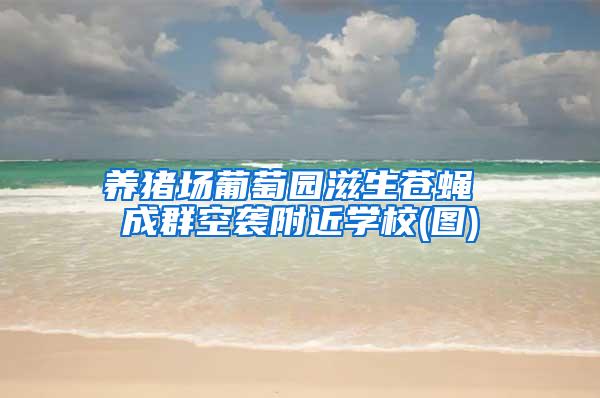 養(yǎng)豬場葡萄園滋生蒼蠅 成群空襲附近學(xué)校(圖)