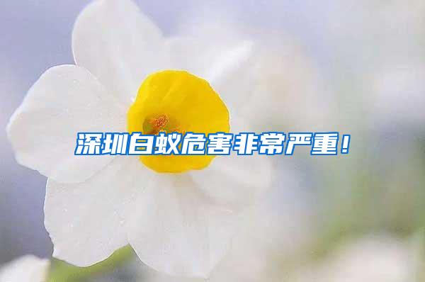 深圳白蟻危害非常嚴(yán)重！