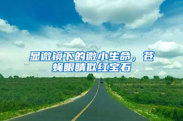 顯微鏡下的微小生命，蒼蠅眼睛似紅寶石