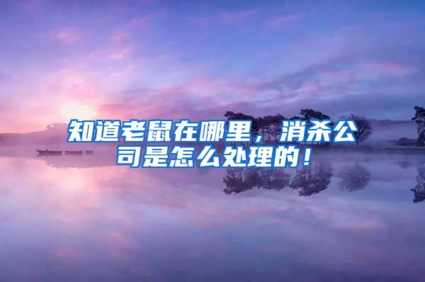 知道老鼠在哪里，消殺公司是怎么處理的！