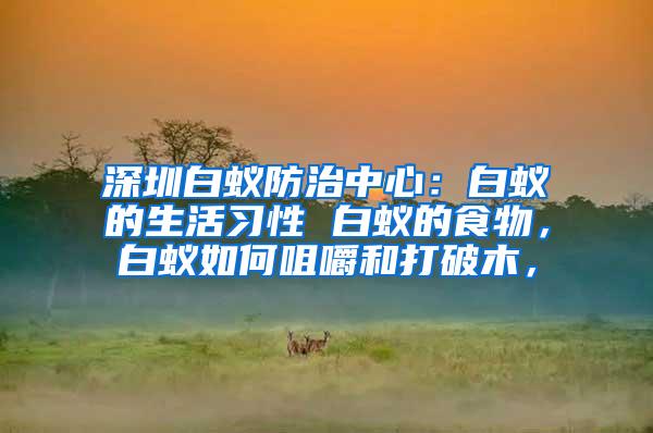 深圳白蟻防治中心：白蟻的生活習性 白蟻的食物，白蟻如何咀嚼和打破木，