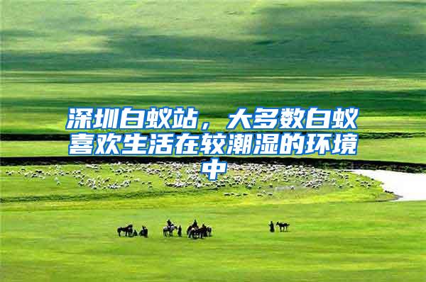 深圳白蟻站，大多數(shù)白蟻喜歡生活在較潮濕的環(huán)境中