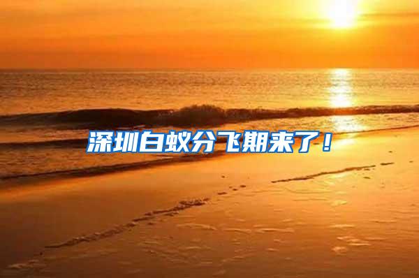 深圳白蟻分飛期來了！