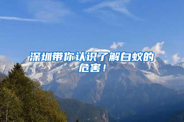 深圳帶你認識了解白蟻的危害！