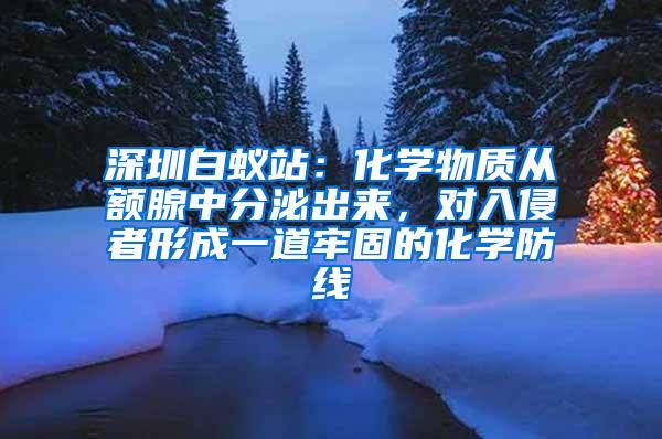 深圳白蟻站：化學物質(zhì)從額腺中分泌出來，對入侵者形成一道牢固的化學防線
