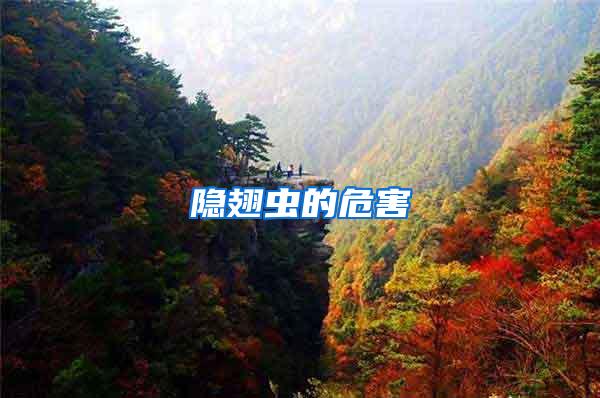 隱翅蟲(chóng)的危害